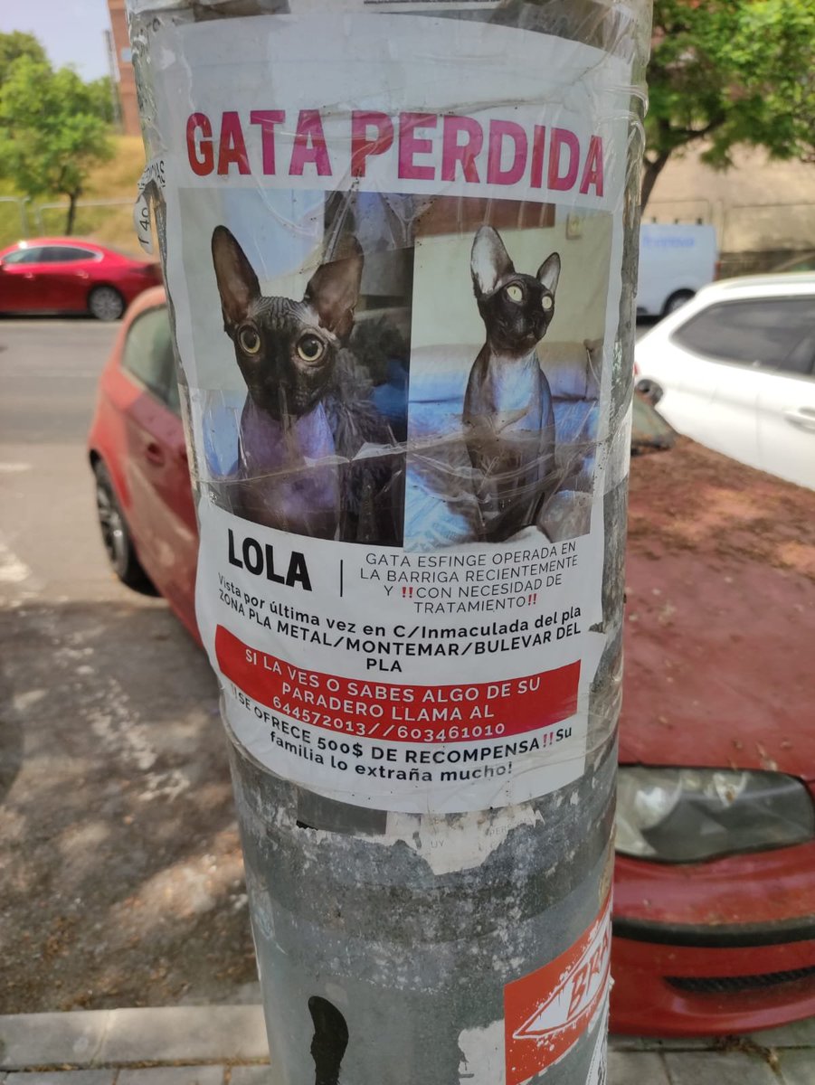 AcofalX's tweet photo. URGENTE GATA PERDIDA EN ALICANTE  RECIÉN OPERADA Y CON NECESIDAD DE TRATAMIENTO https://t.co/QYcbRXWRSp