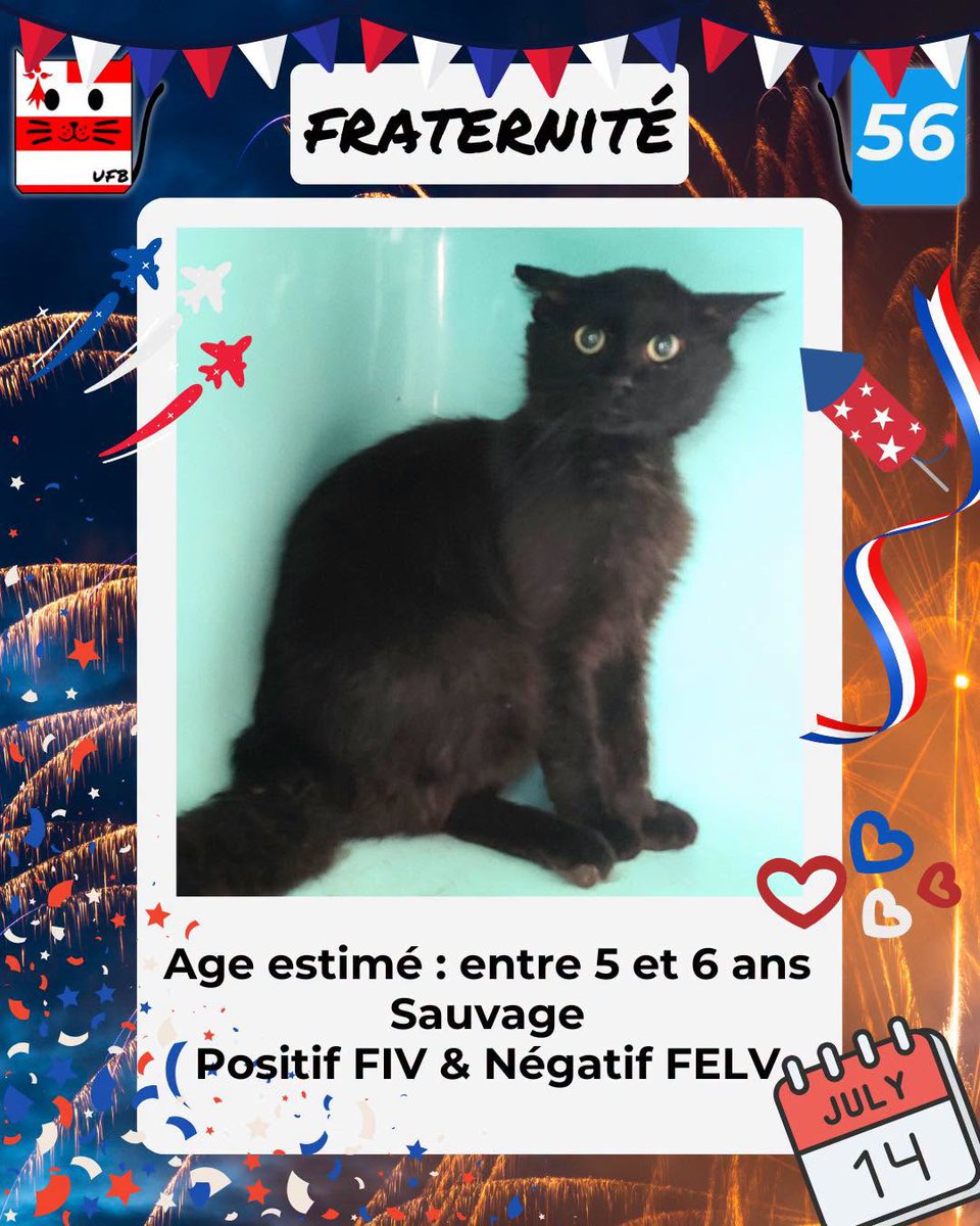 justineducern's tweet photo. Je suis encore en fourrière dans le dept 56 ce soir jeudi
sans aucune solution de sauvetage.
Je suis à ADOPTER
Pour renseignements
faire un message à UFB par ce lien : 
https://t.co/slH9bNcPgQ https://t.co/jeme3HOcXp