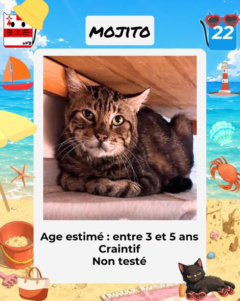 justineducern's tweet photo. Je suis encore en fourrière dans le dept 22 ce soir jeudi sans aucune solution de sauvetage. 
Je suis à ADOPTER 
Pour renseignements faire un message à UFB par ce lien :  https://t.co/slH9bNcPgQ https://t.co/Y0xiWYIbrb