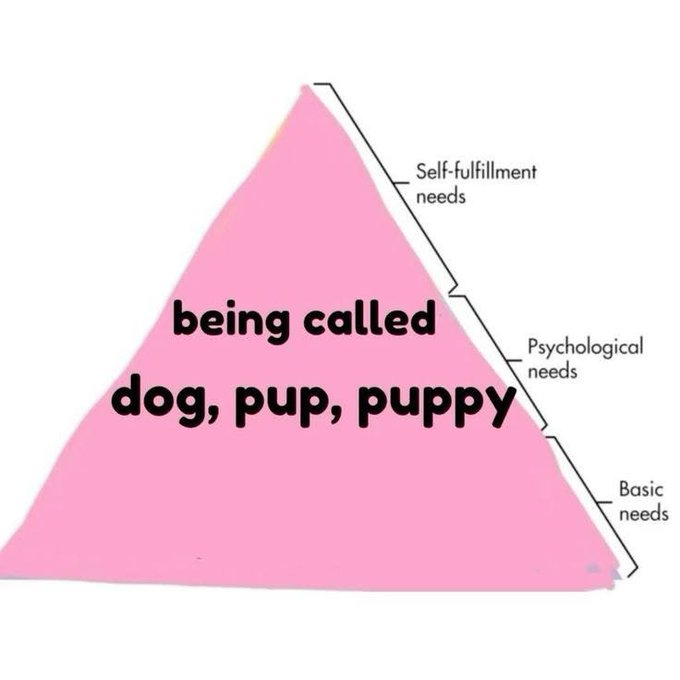 sam_switch_'s tweet photo. me // my puppy https://t.co/9XlDOIsrvE