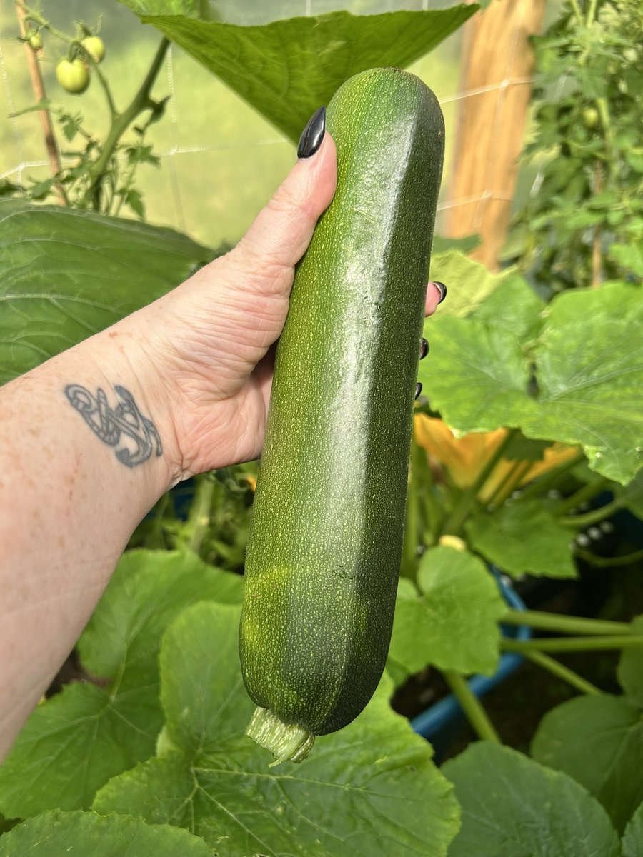 littleleah78's tweet photo. Picked my first zucchini today!! 

#ItsABigOne #ThatsWhatSheSaid #GreenhouseSlut https://t.co/FAk9nD8QCR