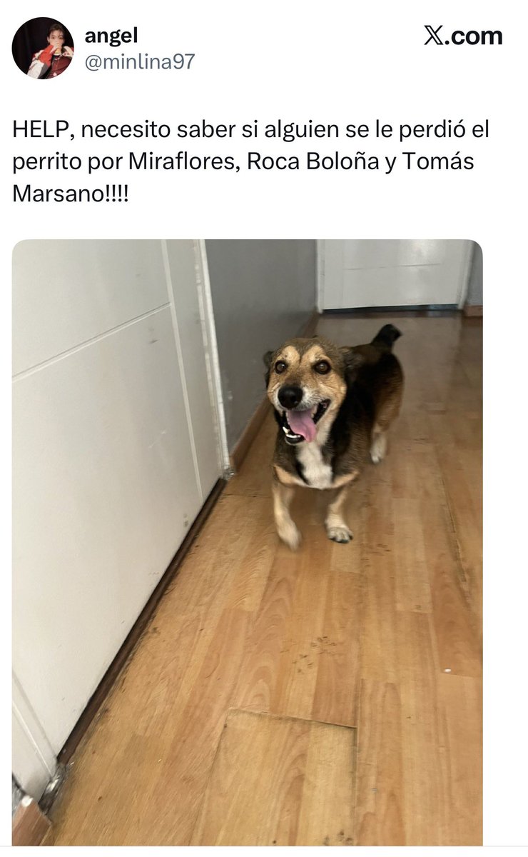 kabulkdm's tweet photo. #Miraflores #Surco el perrito de la foto fue encontrado por este ciudadano que busca a los dueños lo encontró cerca cruce de avenidas Roca y Boloña con Av Tomás Marsano @incondic_peru @RotafonoRPP https://t.co/R0q3tByRyL