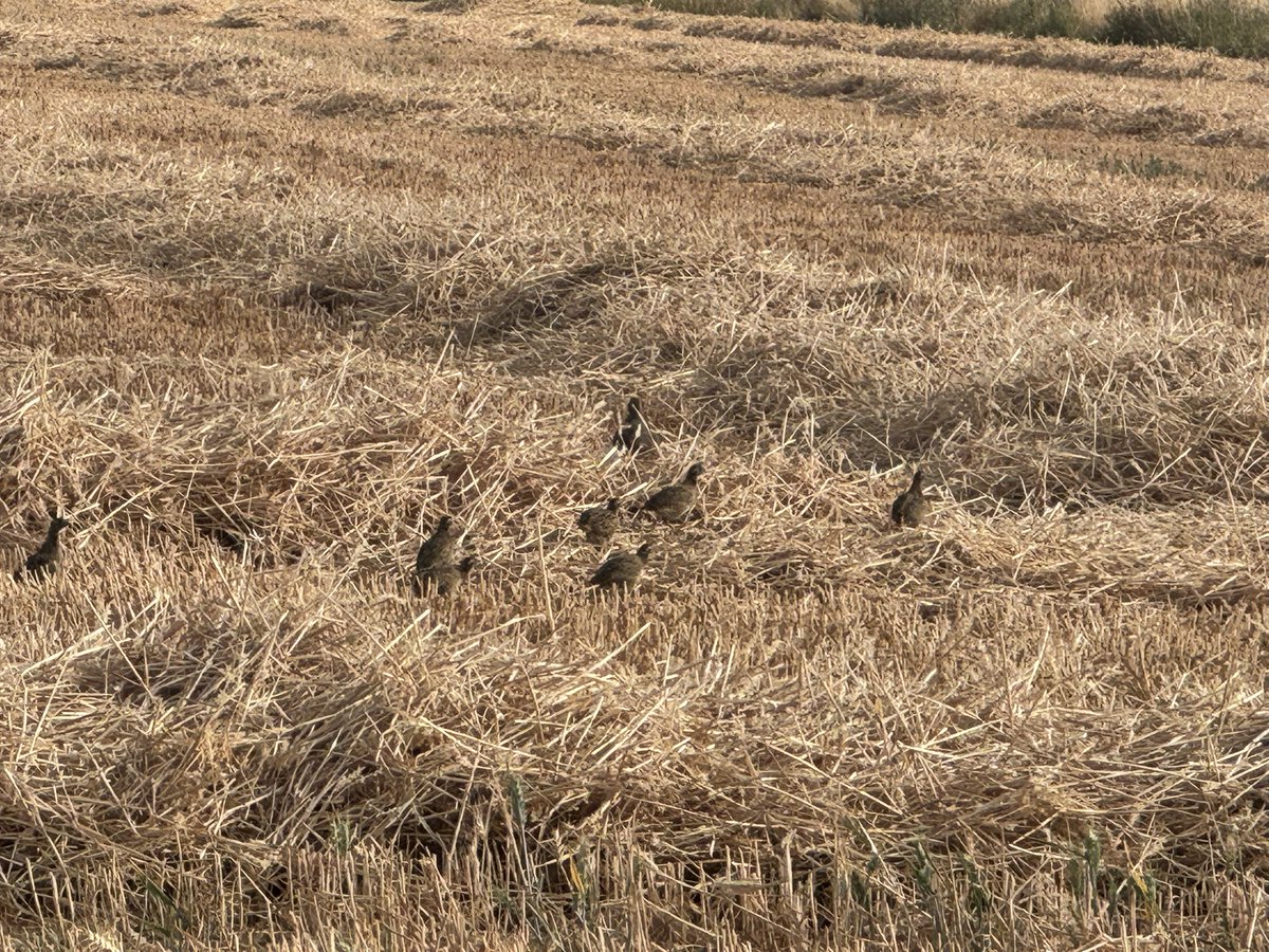 CharlesAnyan's tweet photo. Covey of grey partridge chicks being inconvenienced by a straw swath this evening in #Springthorpe ๐
Always lovely to see. Strong population round here ๐ช
#BackBritishFarming ๐ฌ๐ง๐ฌ๐ง https://t.co/aCuFW9zeiS