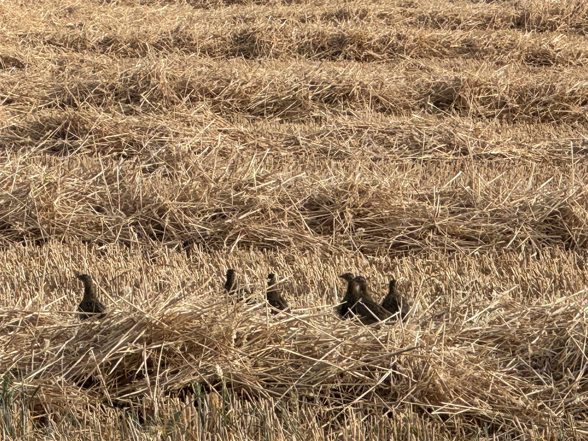 CharlesAnyan's tweet photo. Covey of grey partridge chicks being inconvenienced by a straw swath this evening in #Springthorpe ๐
Always lovely to see. Strong population round here ๐ช
#BackBritishFarming ๐ฌ๐ง๐ฌ๐ง https://t.co/aCuFW9zeiS