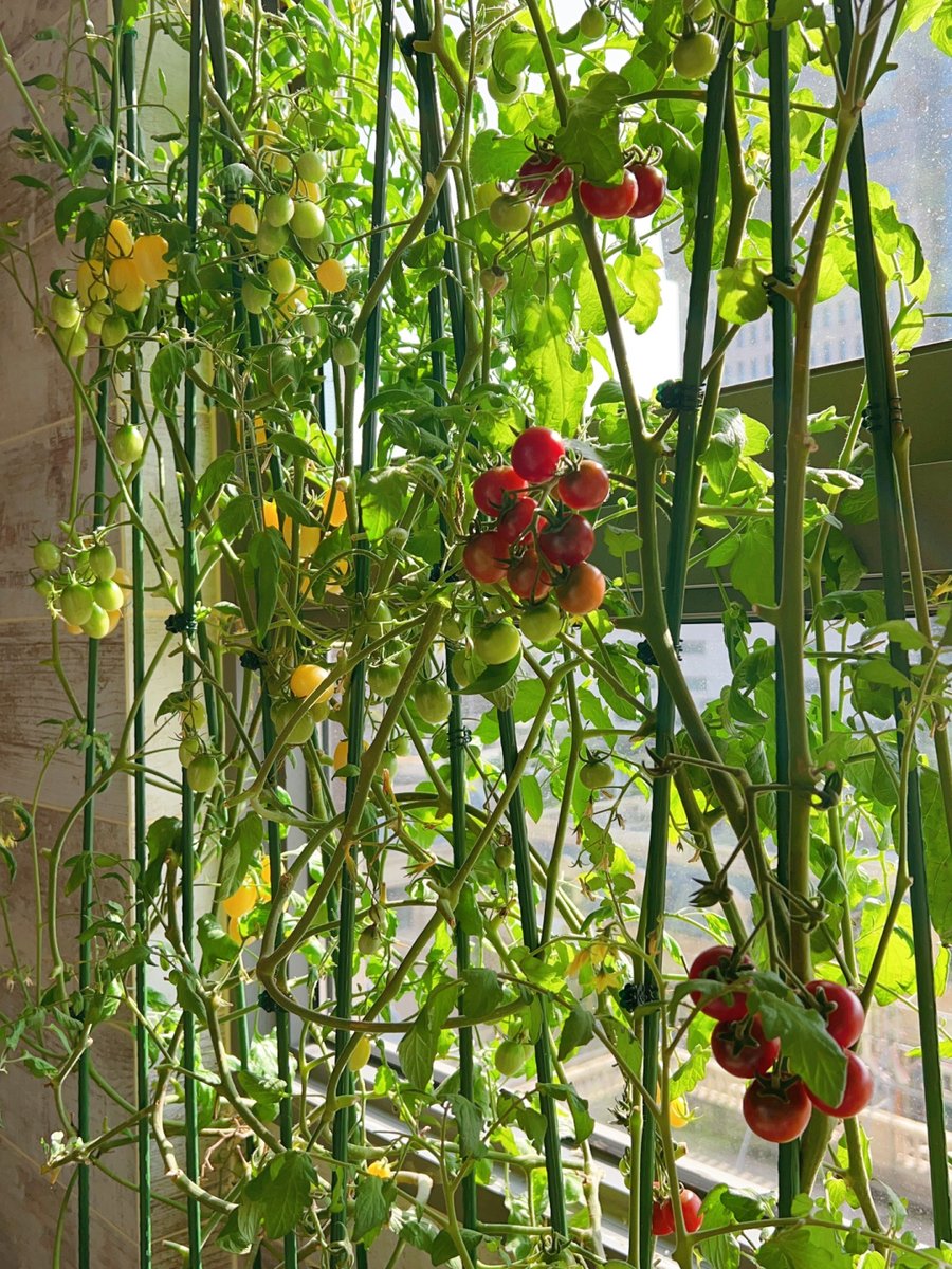 abbydgsjjqmzd's tweet photo. My tiny balcony now has fresh basil and cherry tomatoes  Finally turning a blank space into my little green corner ！ https://t.co/JSsnNVO9Lw