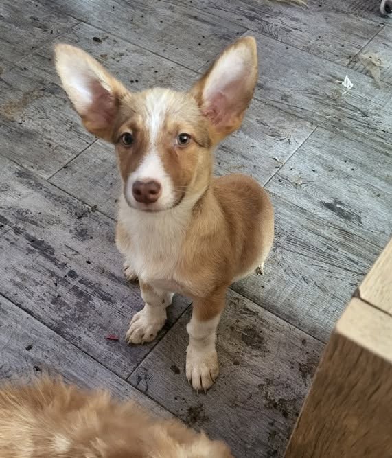 Pawprints2F's tweet photo. Romania

Radar is a gorgeous 3 month old puppy with the sweetest personality and the most adorable ears you've ever seen! 😍
They make up for the fact he was born without a tail🥹

He is a happy and playful pup who will be snapped up quickly!

https://t.co/uLrEQRRZ9D https://t.co/xBASAwWRES