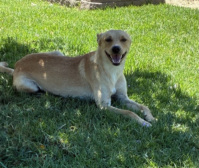 cashsmama08's tweet photo. 🚨APOLLO has been stuck in Devore, Ca Shelter for a month and can be killed any day now. 😭💔 He needs a hero to come rescue him and give him a great life🙏 Apollo is sweet and has a great smile😍 Please consider fostering or adopting beautiful Apollo🙏🙏🙏
Located: Devore Shelter
Name: My name is Apollo.
Description: I am a tan, unaltered male, who looks like a Shepherd mix.
Age: I am estimated to be 1 year old.
More Info: I am in kennel D 93.
I have been at the shelter since Jun 25, 2026.
I was found near Tippecanoe Ave in San Bern Uncorp.
#IDA846120
Phone Number: (909) 386-9820
Address: 19777 Shelter Way
Devore, CA 92407