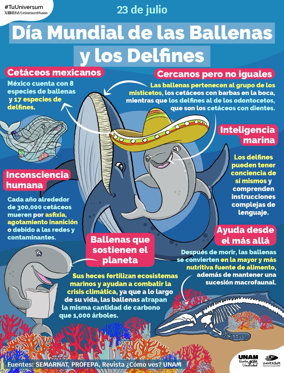 UNAM_MX's tweet photo. #UnDíaComoHoy se conmemora el Día Mundial de las Ballenas 🐋 y los Delfines 🐬, un llamado para frenar las dos grandes amenazas que tienen a muchas de sus especies en peligro de extinción ⚠️: la caza indiscriminada y la contaminación por plásticos 🌊 > https://t.co/mhj6gFd2GA
Infografía de @UniversumMuseo 👇.