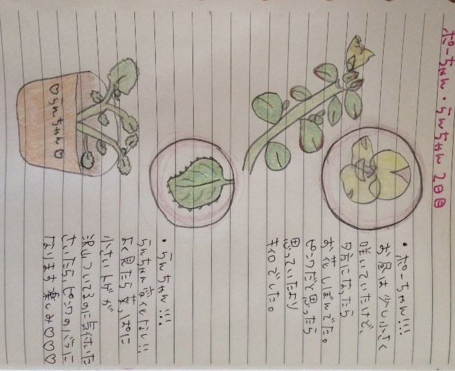 09nyanchan's tweet photo. 過去のわたしが異常行動ありで
見返してゲラゲラ笑った。笑笑
いっとき忍者の事が好きすぎて
手裏剣作りにどハマりした😹爆笑
でもお花育てはまたやりたいかも🌻❤︎ https://t.co/3Ey973ajFT