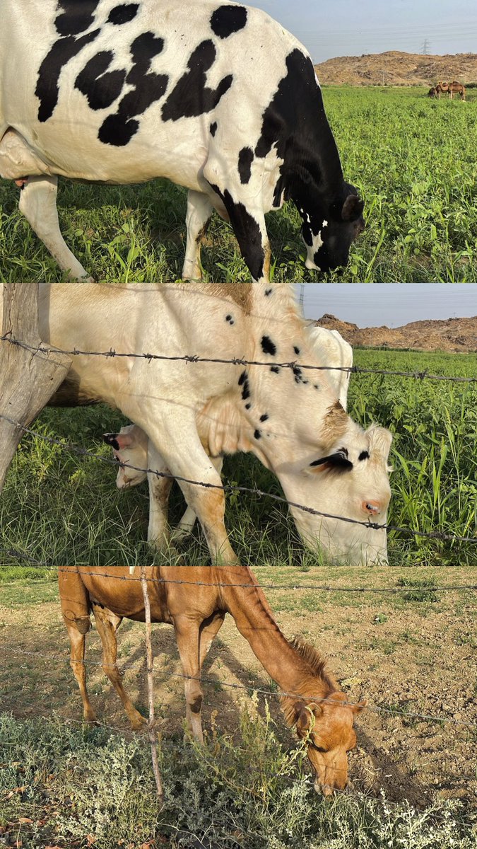 EngWalaa_'s tweet photo. عصرية اليوم برعاية🐄🪵🌿 https://t.co/XtsLLQx10Y