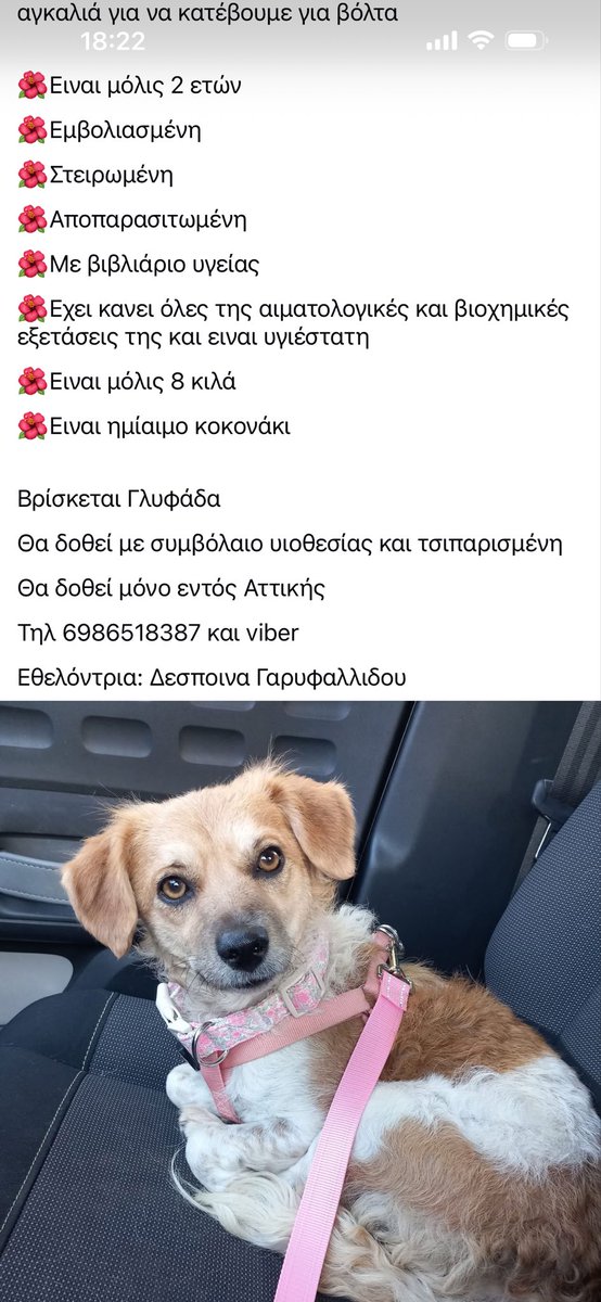 rikoulini's tweet photo. Βρέθηκε πεταμένο με τα μωρά του! Τα πήραν εθελοντές κ αναζητούν υιοθεσία για τη μαμά! https://t.co/3R6tQ4S5uD