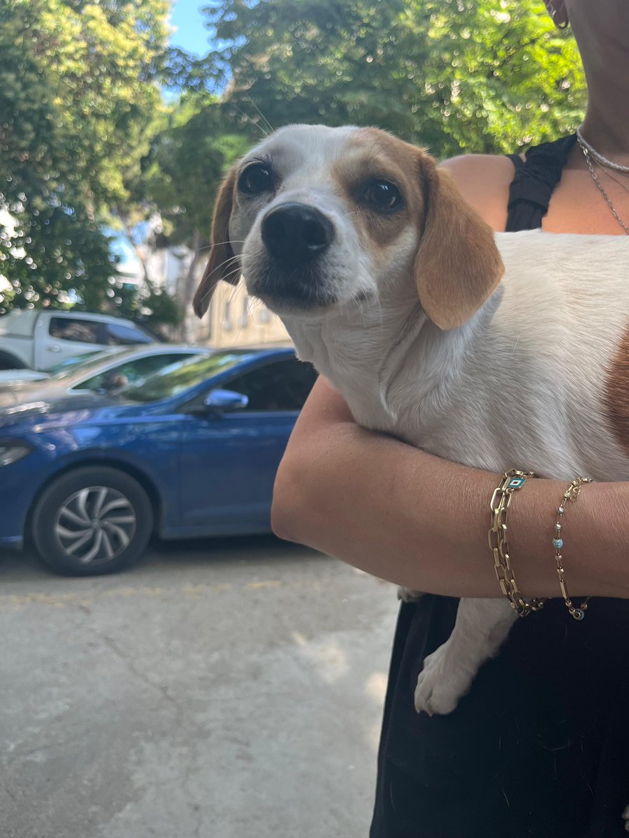 nesliko's tweet photo. Helloo, bu minik Jack Russell kız Ataşehir’de bulunmuş. 1 yaş civarında, sağlıklı. Şu an veterinerde kalıyor ve yuva arıyor. İletişim 0543 661 81 67 https://t.co/mIlSCf6XYO