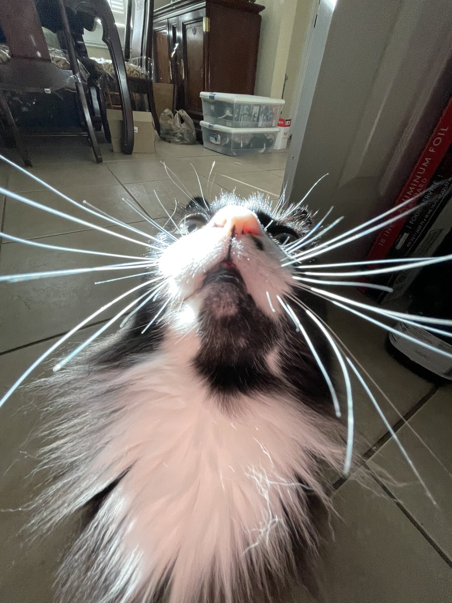 ImmPsycho's tweet photo. CAUGHT IN A SUNBEAM https://t.co/YAO5cW3a0f