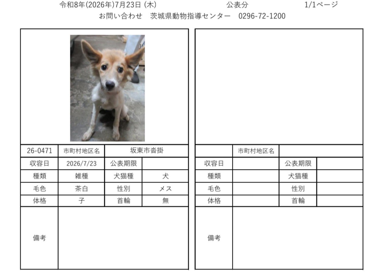 omitama_kankyo's tweet photo. 7月23日現在
茨城動物指導センターに保護されている、徘徊迷い犬子犬です。
心当たりのある方は、茨城県動物指導センターへ至急お電話お願い致します。

茨城県動物指導センター
(受付時間　平日　8:30~17:15)
0296-72-1200
#迷い犬
#迷い猫
#犬
#猫
#茨城県迷子犬
#茨城県迷子猫 https://t.co/jwjjiSpJUs
