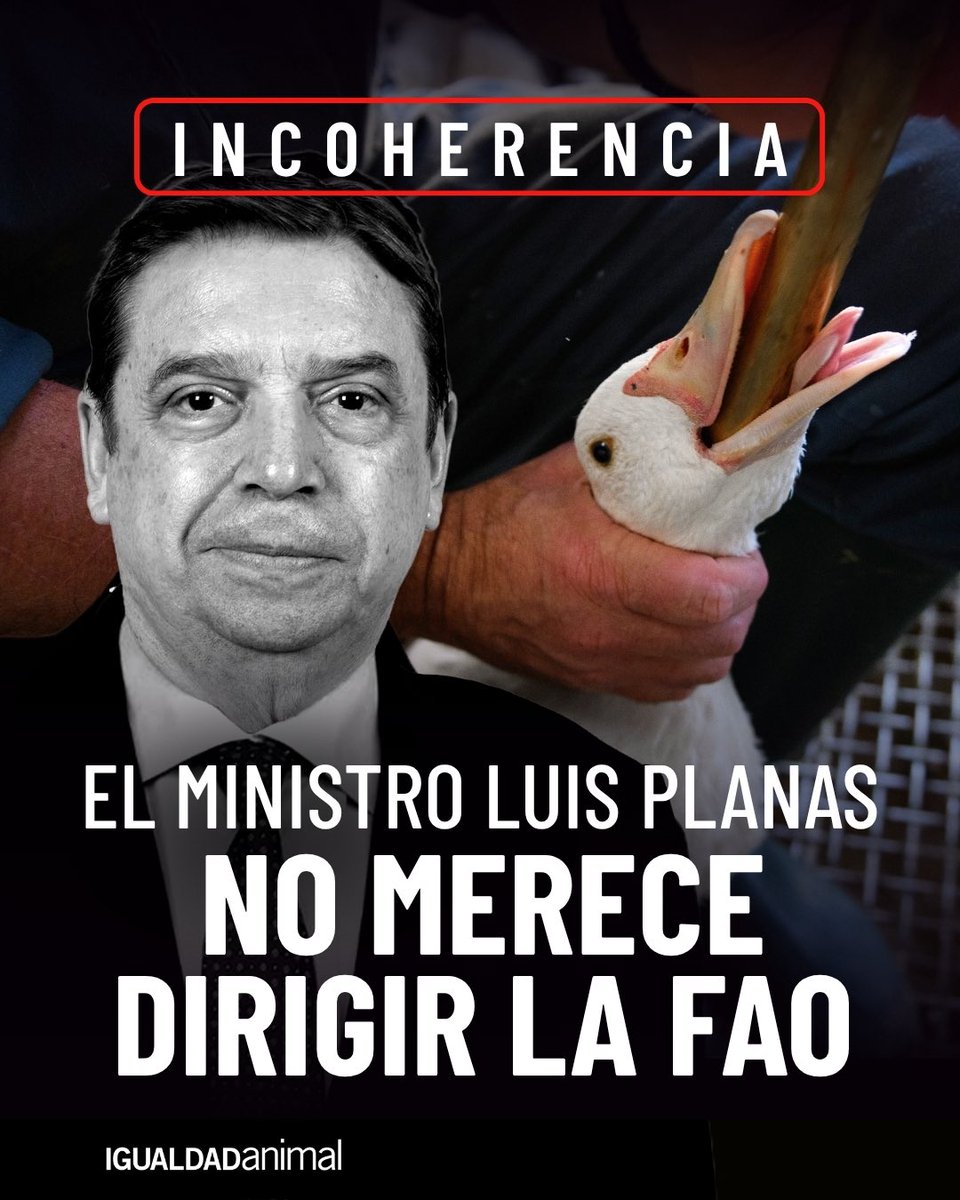 IgualdadAnimal's tweet photo. Pedimos a la FAO que tenga en cuenta el historial del ministro @LuisPlanas en bienestar animal antes de decidir su dirección.

Hemos remitido una carta al Comité de la FAO encargado de seleccionar al próximo Director General en la que documenta hechos relativos a la actuación del ministro español en materias como el foie gras, la protección de patos y ocas o la aplicación de la normativa europea de bienestar animal.

«La Dirección General de la FAO requiere un liderazgo capaz de impulsar sistemas alimentarios sostenibles y respetuosos con los animales. Quien aspire a representar esos valores debe haber demostrado un compromiso real con su aplicación cuando ha tenido la responsabilidad de hacerlo. El historial del ministro Luis Planas refleja importantes oportunidades perdidas para avanzar en la protección de millones de animales», afirma Sharon Núñez, presidenta de Igualdad Animal 👇

https://t.co/TFzXZNoX2E