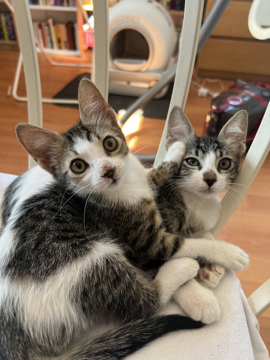 mostlyolcay's tweet photo. Şu emik kız kardeşlere yuva arıyoruz. Temas bağımlısı, kucak kedisi Padme ve Scarlett 💕 İstanbul
 2 aylık minicik bebekler. Tek ya da birlikte sahiplendirebiliriz. 
Rt yaparak destek olur musunuz? https://t.co/VL0ehYkI4R