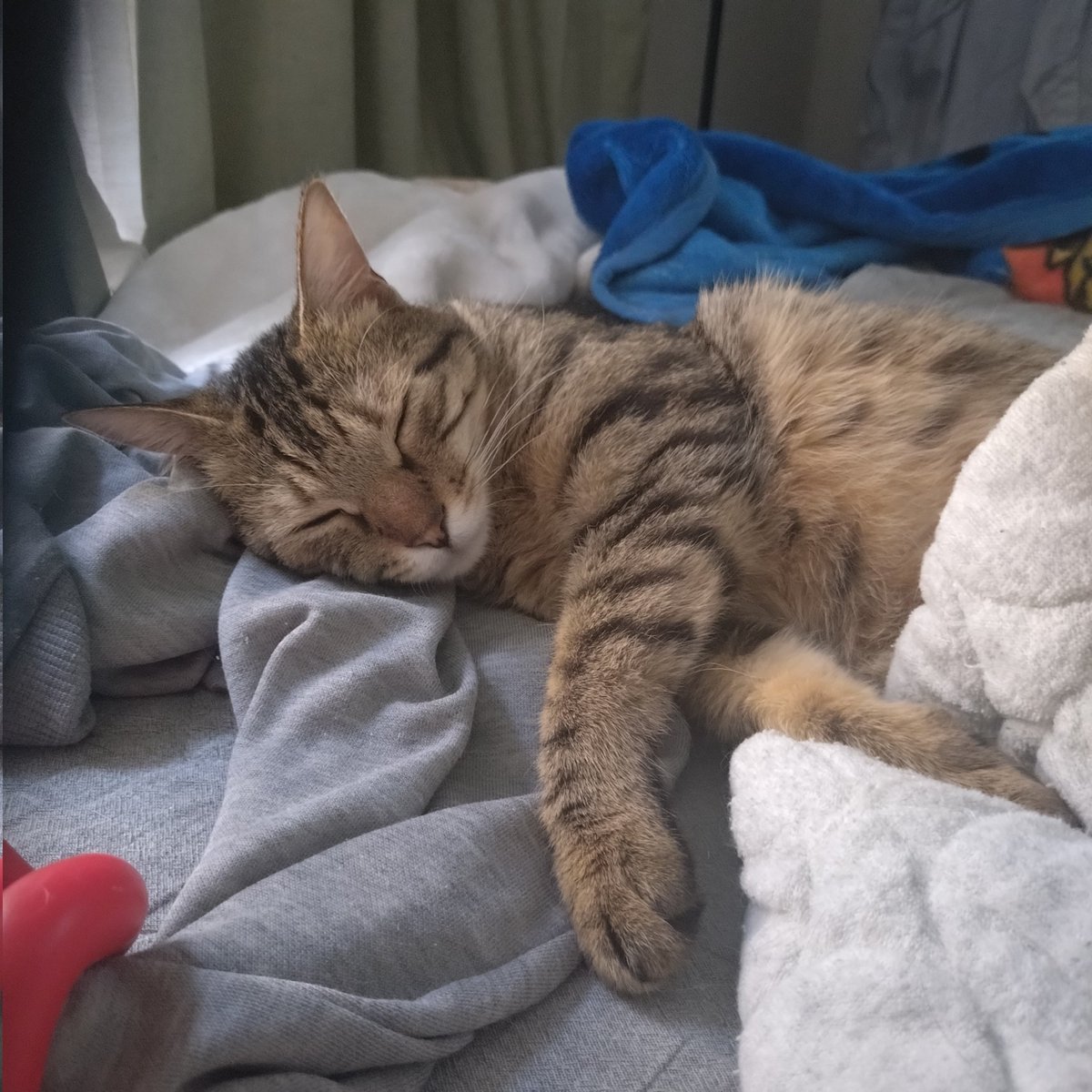 nekosagasi04's tweet photo. 迷い猫
７月１８日
東京練馬区関町南３丁目。アルペン近く。
名前：アメ
脱走させてしまいました。
キジトラオス。耳カットなし。去勢済み。
首輪なし。
もし保護されてる等、情報ございましたら連絡をいただけますと幸いです。逃げるかもしれません。お水など与えていただけますと幸いです。 https://t.co/h7IRReCcLr