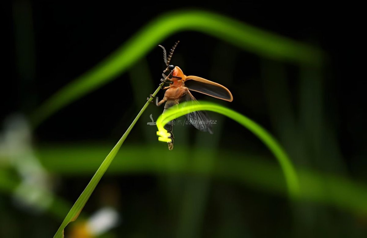 helen522AH's tweet photo. 7月，正是去看看萤火虫的时候。July brings the prime season for fireflies at Taiping Lake, Huangshan, Anhui. https://t.co/77CFL3xgBx