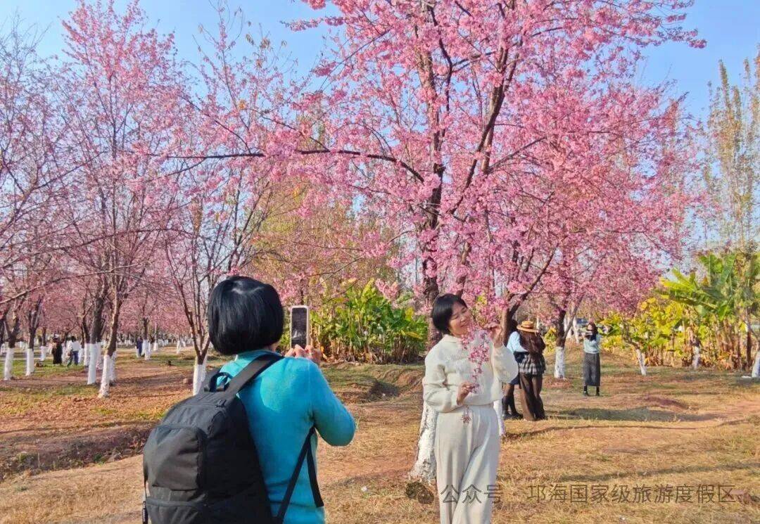 vevamberova's tweet photo. [Lovely cherry blossoms and warm sunshine – spring’s here and it’s perfect for a walk! ]， https://t.co/eVSsQT1kIM
