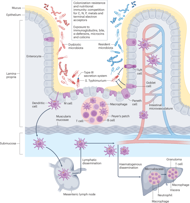 NatureRevMicro's tweet photo. New online! Host–microbiota–pathogen interactions drive Salmonella enterica serovar Typhimurium pathogenesis https://t.co/16q9WpmKbC https://t.co/5F3l1XWpOv