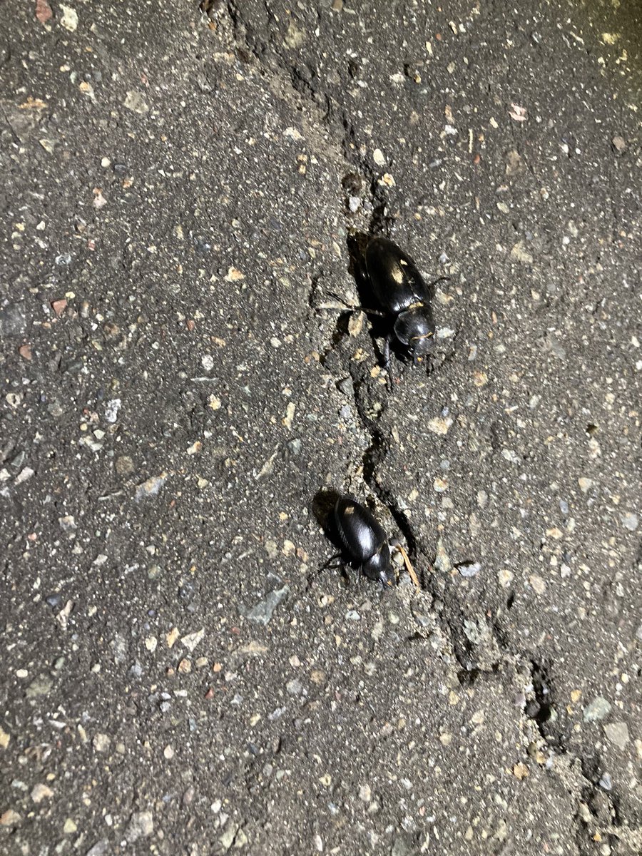 kokudo33's tweet photo. 久々のいっぴんからのー

クワガタ捕獲👍 https://t.co/v6Qc54xm1b