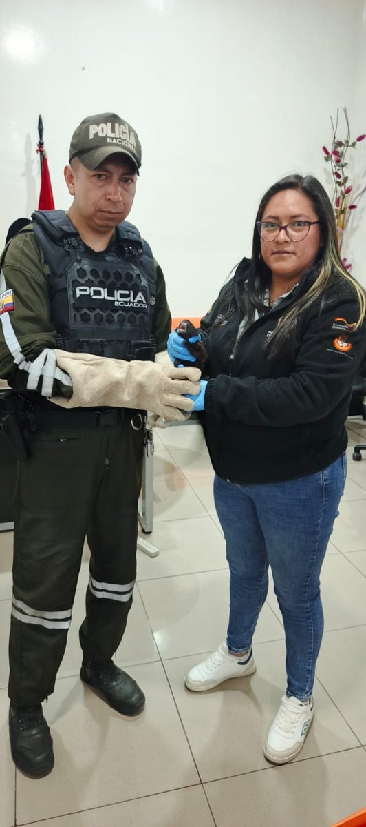 MAATE_Zonal3's tweet photo. #Cotopaxi / En Latacunga, la Unidad de Bosques y Vida Silvestre, junto a la #UPMA, retuvo un Tamarín de dorso negro. El ejemplar fue trasladado a un centro autorizado para su valoración veterinaria y manejo especializado, garantizando su bienestar y conservación de la especie.🐒 https://t.co/35oKJRTOiO