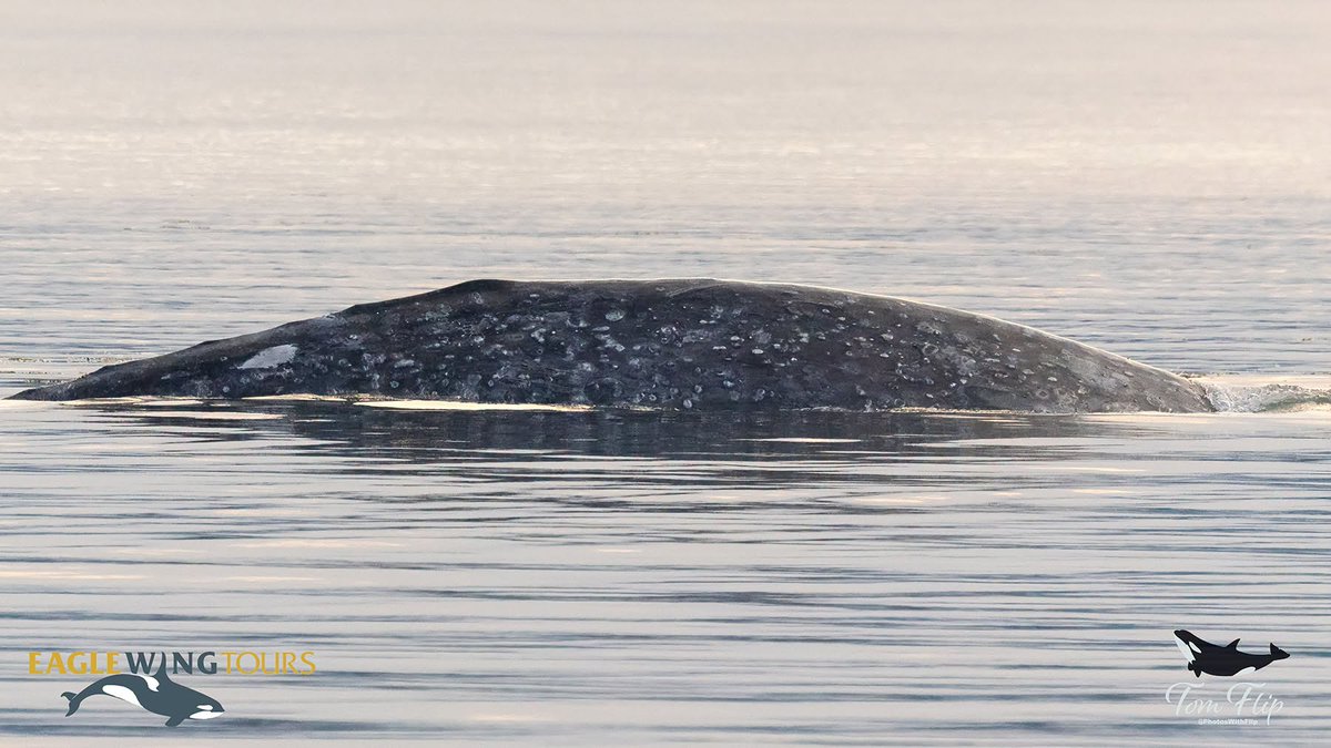 eaglewingtours's tweet photo. Spotted on our sunset tour: grey whale CRC-2702 foraging in the shallows north of Victoria. Documenting sightings like this matters — grey whale numbers have dropped over 50% since 2016, likely tied to Arctic ecosystem shifts from climate change affecting their food supply. https://t.co/Fmjw6WUT6v