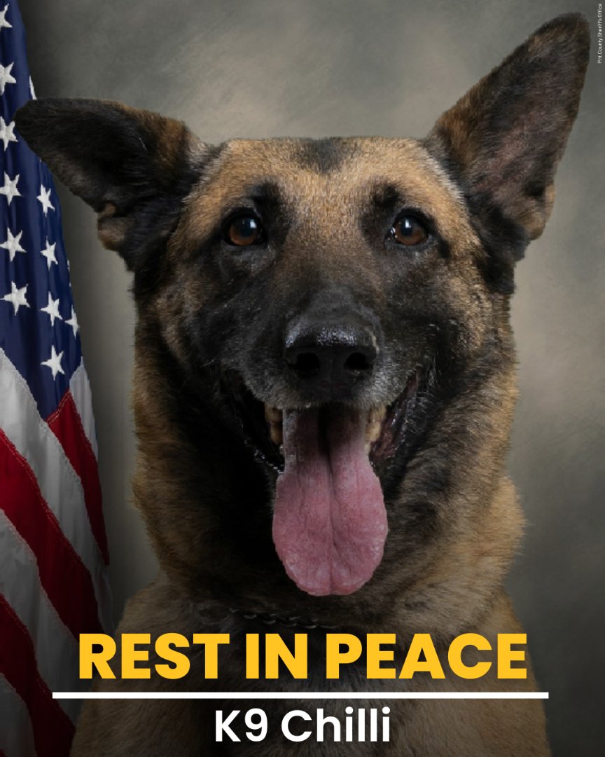 FOX5Vegas's tweet photo. Rest in peace, Chilli 💔  

North Carolina authorities say one of its K-9s died after being left in a hot patrol car.  

Story: https://t.co/V5DNf85cqy https://t.co/tOpNvw5EbC