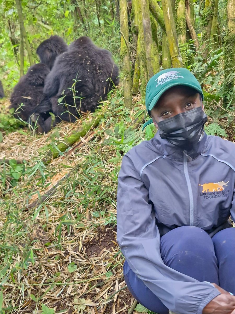 AWFCEO's tweet photo. There are few places on Earth where you are reminded so powerfully that humanity is part of nature, not apart from it.

Early this morning, I had the privilege of trekking with my family through the forests of @MusanzeDistrict, sharing a quiet moment with Rwanda's mountain gorillas. Watching these remarkable animals in their natural habitat is always humbling. Their intelligence, their family bonds, and their quiet confidence leave a lasting impression long after the trek is over.

Experiences like this reaffirm something I have believed throughout my career: Africa's wildlife is not simply a conservation priority; it is one of our continent's greatest treasures. It is a source of identity, inspiration, opportunity, and hope for generations to come. Protecting it is not just about safeguarding species; it is about preserving a legacy that belongs to all Africans and to the world.

As I walked back through the forest, I was reminded once again that our greatest responsibility is to ensure that future generations inherit the privilege of experiencing these extraordinary places and the magnificent wildlife that calls them home.