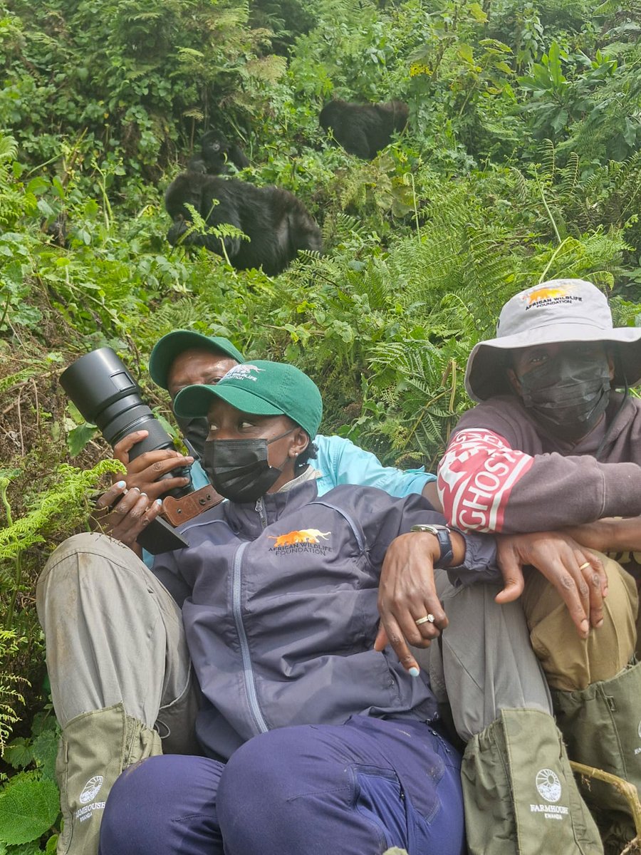 AWFCEO's tweet photo. There are few places on Earth where you are reminded so powerfully that humanity is part of nature, not apart from it.

Early this morning, I had the privilege of trekking with my family through the forests of @MusanzeDistrict, sharing a quiet moment with Rwanda's mountain gorillas. Watching these remarkable animals in their natural habitat is always humbling. Their intelligence, their family bonds, and their quiet confidence leave a lasting impression long after the trek is over.

Experiences like this reaffirm something I have believed throughout my career: Africa's wildlife is not simply a conservation priority; it is one of our continent's greatest treasures. It is a source of identity, inspiration, opportunity, and hope for generations to come. Protecting it is not just about safeguarding species; it is about preserving a legacy that belongs to all Africans and to the world.

As I walked back through the forest, I was reminded once again that our greatest responsibility is to ensure that future generations inherit the privilege of experiencing these extraordinary places and the magnificent wildlife that calls them home.