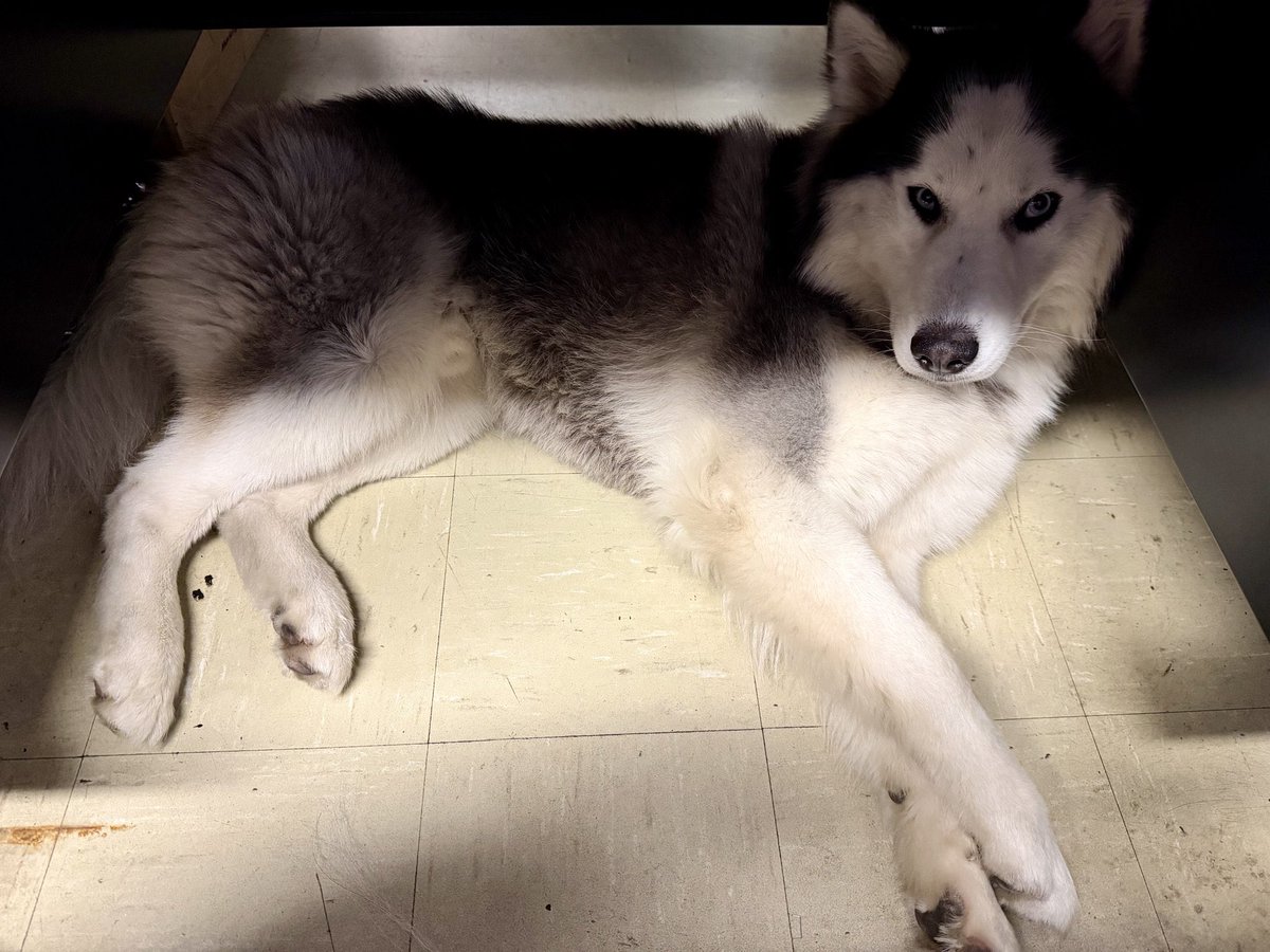 NYPD109Pct's tweet photo. 🚨 FOUND DOG IN FLUSHING 🚨
Found a beautiful husky near Roosevelt Ave & 38th Ave on Wed 7/22 at 12 PM.
If this is your pup, please come to the 109th Precinct to claim him! Proof of ownership is required. 🐾
#FoundDog #Flushing #Queens #NYC #109Pct https://t.co/o7oq5am32u