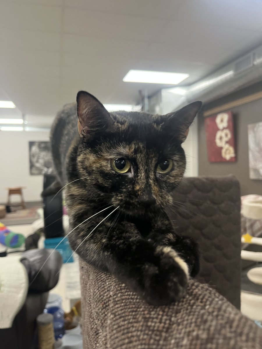 LincolnGoodwill's tweet photo. Spot the photobomber 🐈👀
Hang out with adoptable kitties like Onyx, Paulie, Boba, Kyle, Marigold and Pepper by booking your spot at Cat Connection. Learn more and book MEOW at https://t.co/C4qVIKJih2 #CatConnection #Goodwill #cats #CapitalHumaneSociety https://t.co/p2kdmHbJ3E