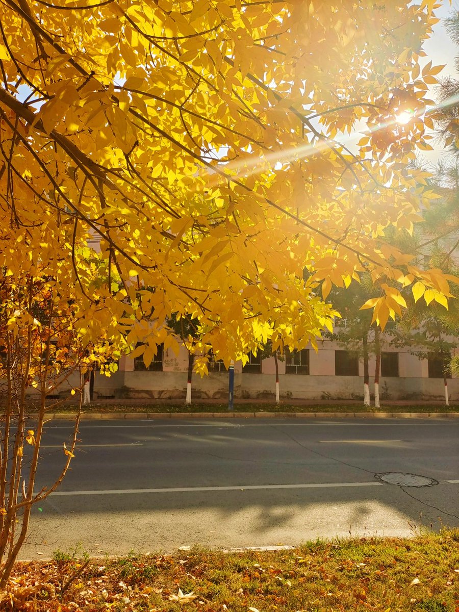 ThangeSuraj's tweet photo. Autumn air smells like cinnamon and apple cider—perfect for a slow walk with a sweater on. https://t.co/NzZn0G3oXC