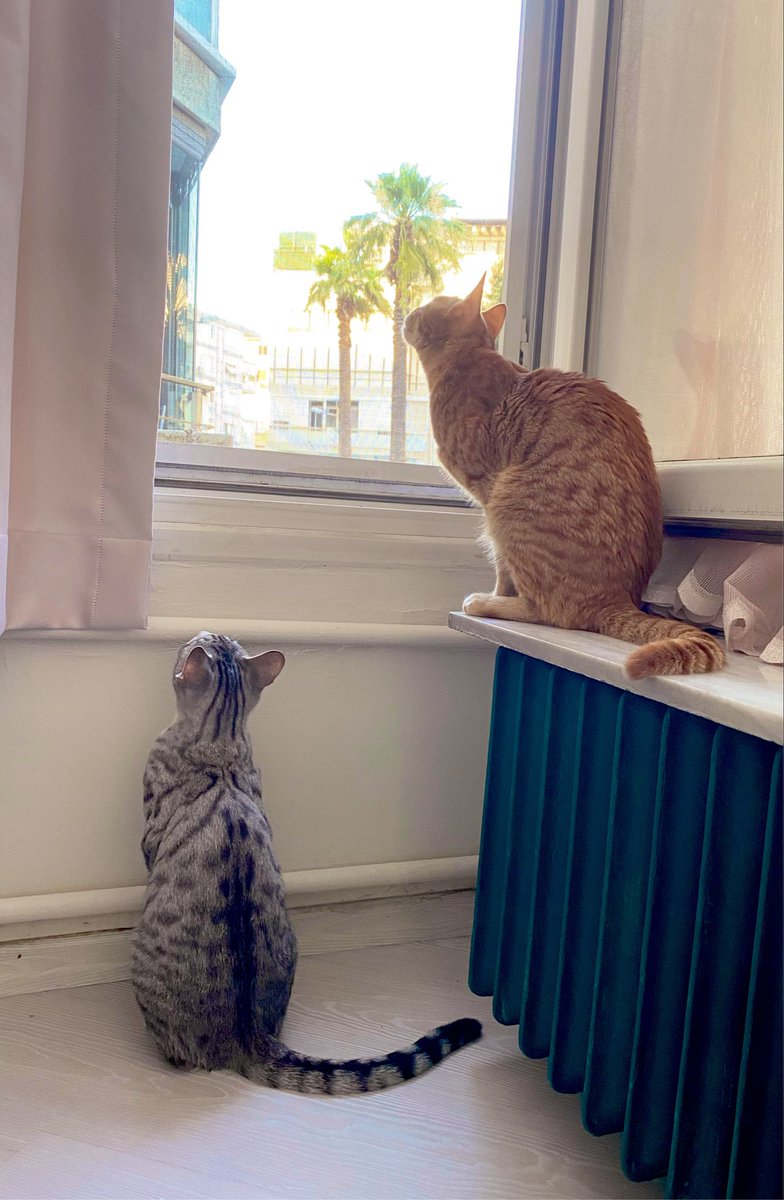 tu_g_ba's tweet photo. Kuş gözlemci çocuklarım 😻 https://t.co/DnJe6QeqqK