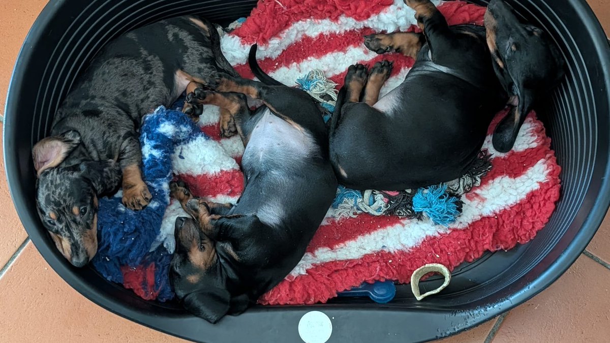 HNG0129's tweet photo. Snoozy babies 
#dachshund #puppies #doglover https://t.co/w6LHPllLYc