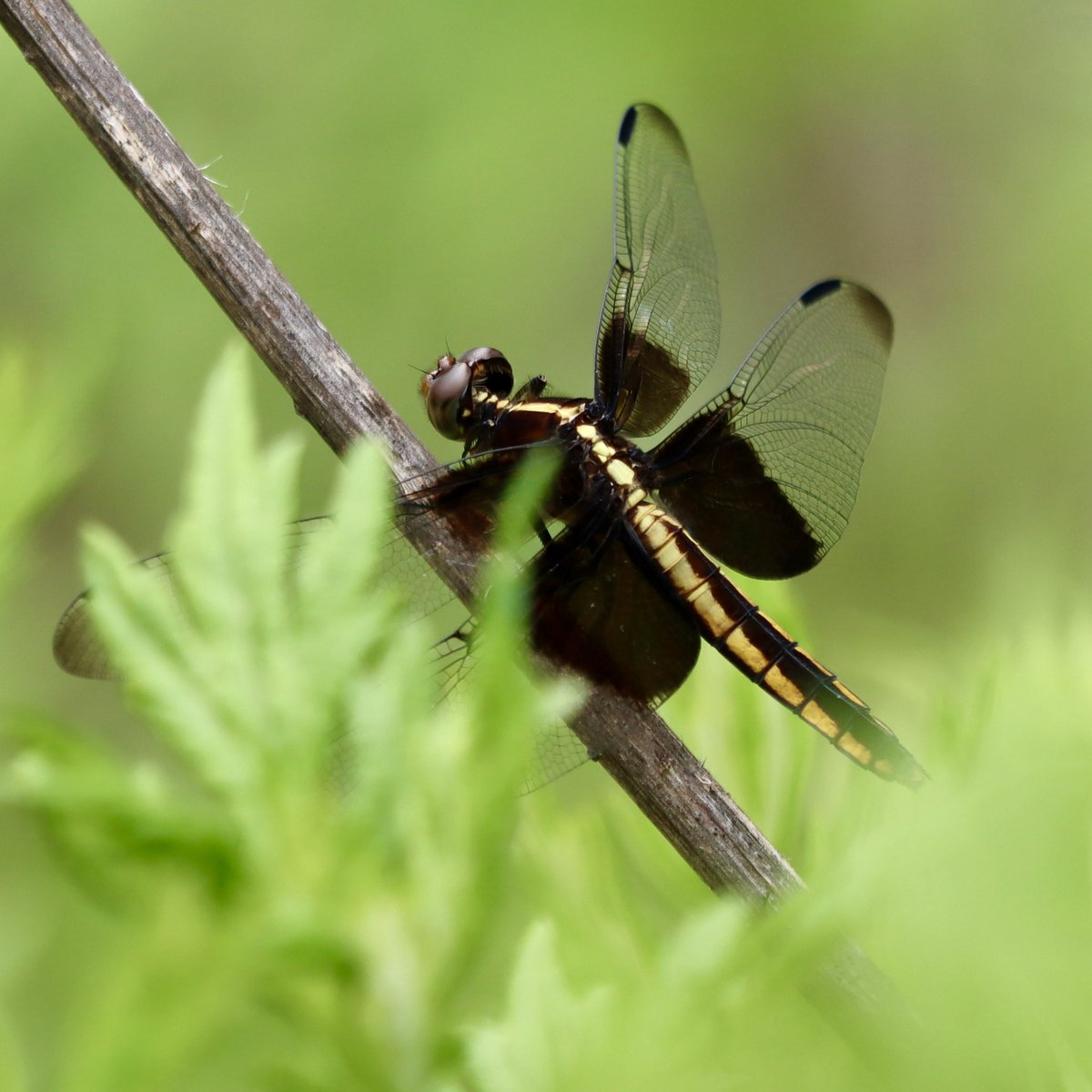 LisaNaturePhoto's tweet photo. Dragonflies are so pretty… and they eat mosquitoes. My favorite insect for sure! 😊
#dragonfly #beautifulinsects #odonata #dragonflyphotography #TeamCanon https://t.co/bL0lfPD9qy