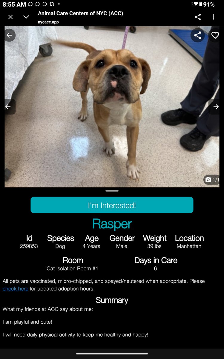 CharBolen's tweet photo. RASPER♥️ #259853 4yr old Boy ♥️ Nycacc
Gorgeous boy new at shelter..it looks like he's
got a tiny pink heart above his mouth🩷
In need of love and a very good home..a forever
home! He's a playful fella that needs physical
activity.. ready to go home!
#Adopt#Foster#Pledge
♥️🏡♥️ https://t.co/5BSRrrg3bC