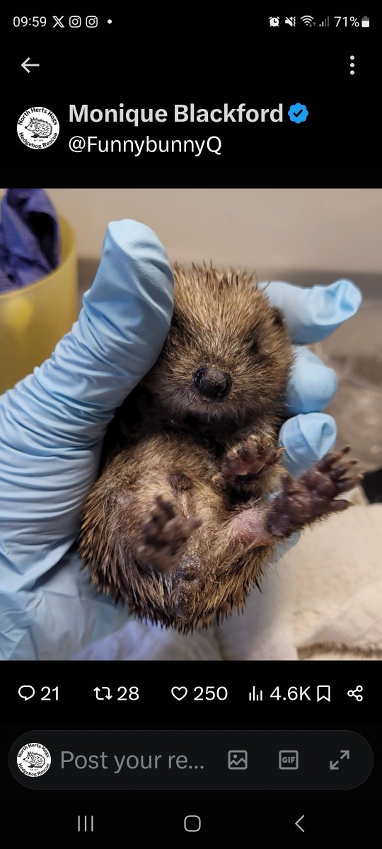FunnybunnyQ's tweet photo. I've been looking at my stats today and I have an 83% survival/success rate with rehabilitating hedgehogs under 3 weeks old. (Still counting the ones that died within a few hours of admission) 
So before you comment, yes, I get that I am a micro-rehabilitator and can therefore devote more time to their care, and that with 200+ admissions, the % would definitely be lower, but I'm sure my success is because I have great vet support and an excellent private support network of 13  #hedgehog rescues across the country.
I formed our group with a friend from another rescue in 2020.
We share information and advice with each other. We support each other ❤️
There is always someone at the other end of a phone to talk to, whatever time of day or night it is.
Sharing information is key to saving our beautiful #hedgehogs and ensures their best care 🥰 🦔
Collaboration between hedgehog rescues needs to be encouraged 🙏
No rescue should think that they are the only expert in hedgehog care. 
ALL hedgehog rescues with experience, have expertise in helping sick, injured and orphaned #hedgehogs 🦔🦔
@hedgehogsociety