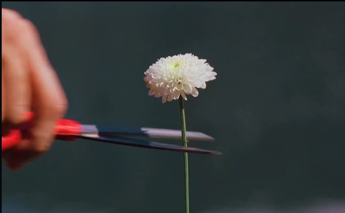 teamjao's tweet photo. "E que coisa inútil é essa, de perder algo que se ama muito e não poder perder, ali na mesma hora, o amor que sente" — Jão, Memórias Póstumas 🌼 https://t.co/bmokxm83z1
