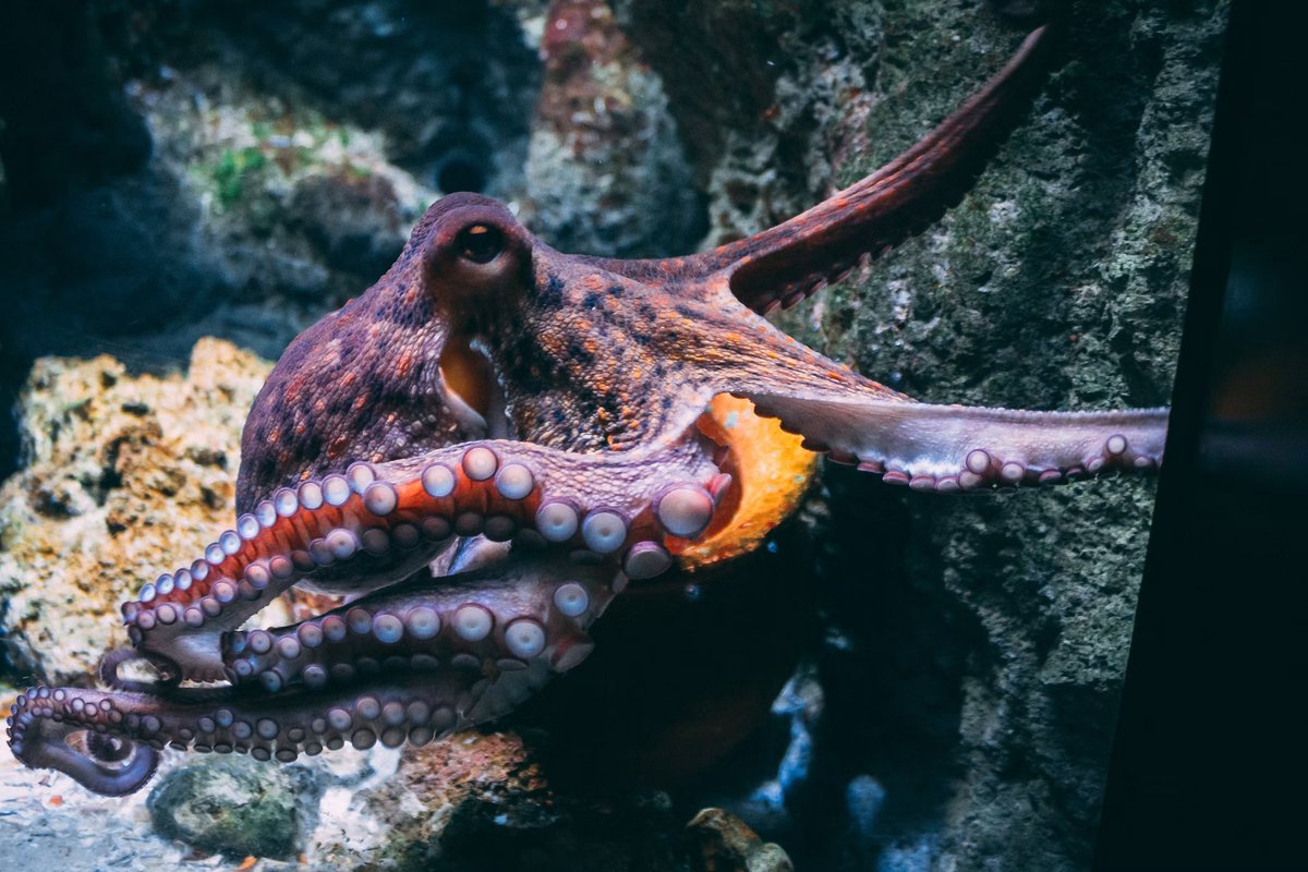 Lewis_Bollard's tweet photo. Plans to build the world's first octopus factory farm have been withdrawn.

Nueva Pescanova planned to confine one million octopuses a year at a facility in the Canary Islands -- packing these solitary, territorial animals at up to fifteen per cubic meter of tank.

They then planned to kill them by submerging them in ice water -- a painful, stressful, slow death.

They pitched the farm as "sustainable" because it would "reduce pressure on fishing grounds." But it would have required catching millions of fish to feed the octopuses.

Animal advocates have stopped this. Now we need to make sure no octopus factory farm gets built anywhere else in the world.