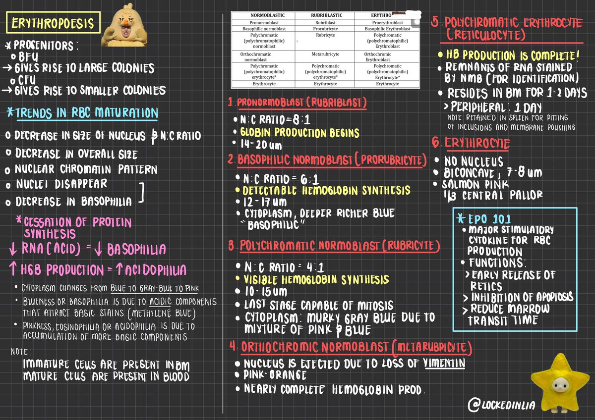lockedinlia's tweet photo. [HEMA] Erythropoesis baby notes
Compiled the important points of the process na, along with the trends hehe https://t.co/rbPOtRBCoy
