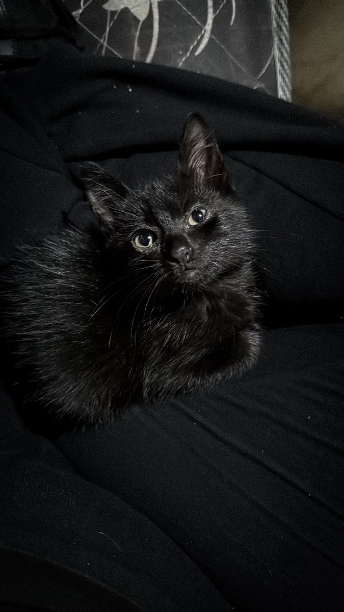 ksjinlov's tweet photo. Me // My Kitty 🖤 https://t.co/QmQibOBLrW