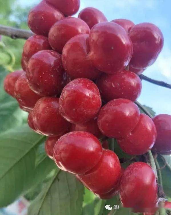 MoniMoni272584's tweet photo. Just tried the new organic cherry tomatoes! Juicy, sweet, no weird aftertaste—perfect for salads or snacking.  Would repurchase for sure! https://t.co/SOxackZHwz
