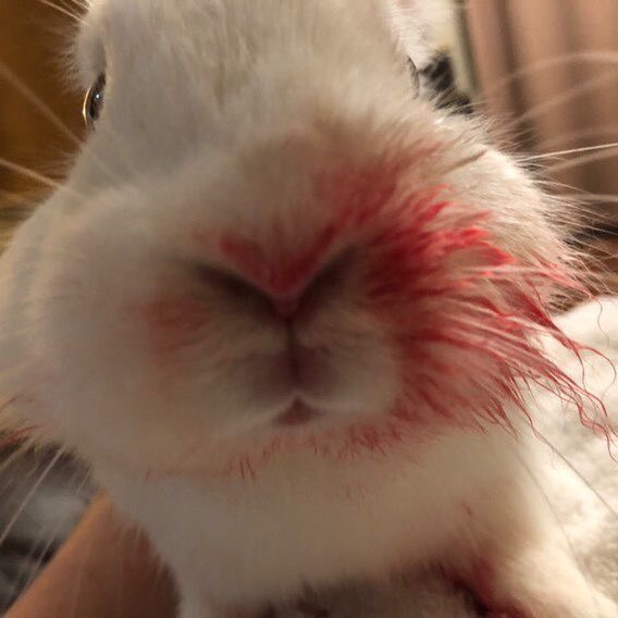 CH0ERRYTALK's tweet photo. Misty Quigley BunnyPostings 🐰🐇 https://t.co/j7RrkFcxPi