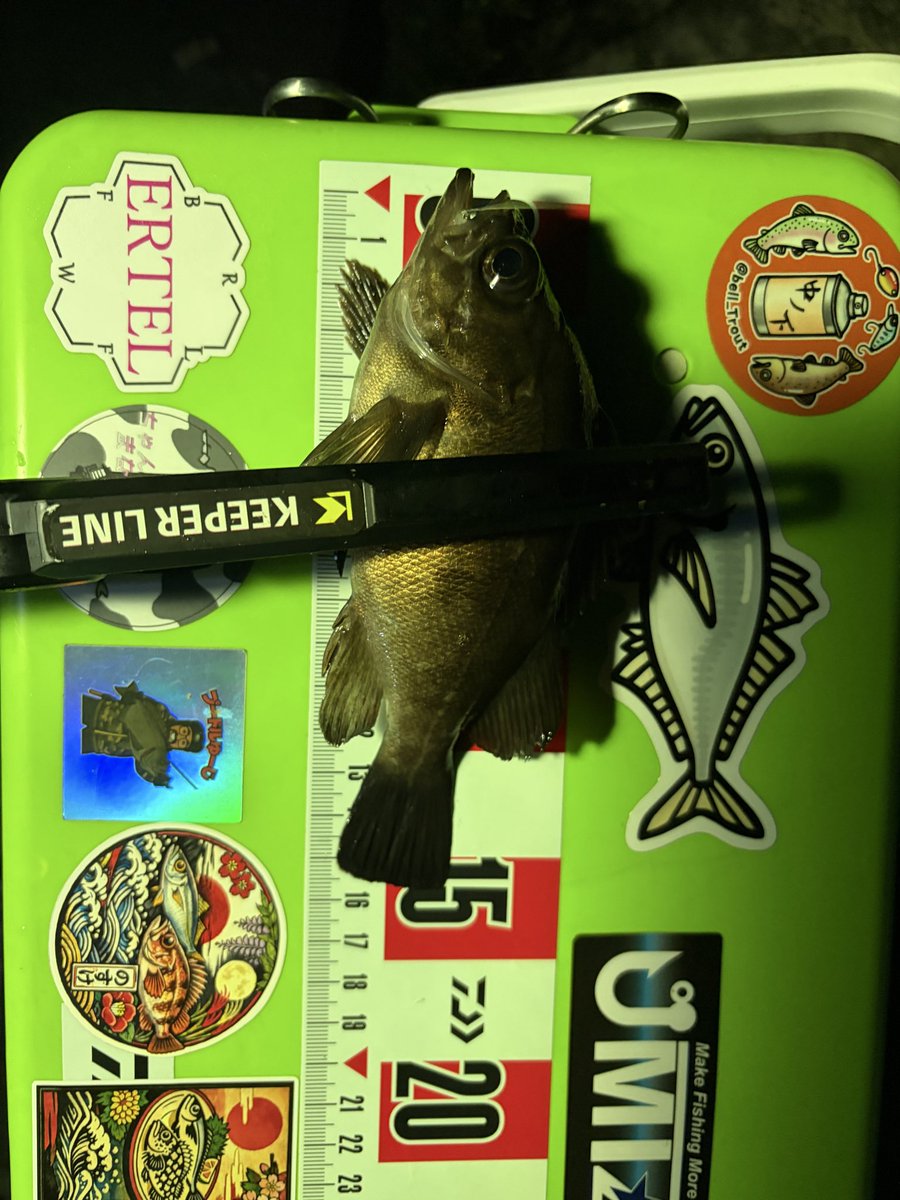 abu_abu0908's tweet photo. ちょっと前の浜名湖釣果
尺アジを狙うも撃沈😭
集魚灯周りに豆鯵が集まってきたので狙ってみました!
リビー1.6のファントムに0.5gの14番フックを使い表層で流れに乗せていると…ドラグが出る良い当たりが!あげてみたら浜名湖では珍しいらしいメバル!
同じように流していると豆鯵😁
#keeperline https://t.co/JL6yU9S5Ff