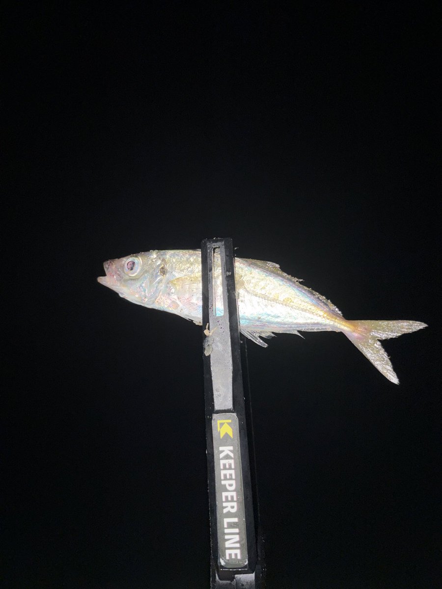 abu_abu0908's tweet photo. ちょっと前の浜名湖釣果
尺アジを狙うも撃沈😭
集魚灯周りに豆鯵が集まってきたので狙ってみました!
リビー1.6のファントムに0.5gの14番フックを使い表層で流れに乗せていると…ドラグが出る良い当たりが!あげてみたら浜名湖では珍しいらしいメバル!
同じように流していると豆鯵😁
#keeperline https://t.co/JL6yU9S5Ff