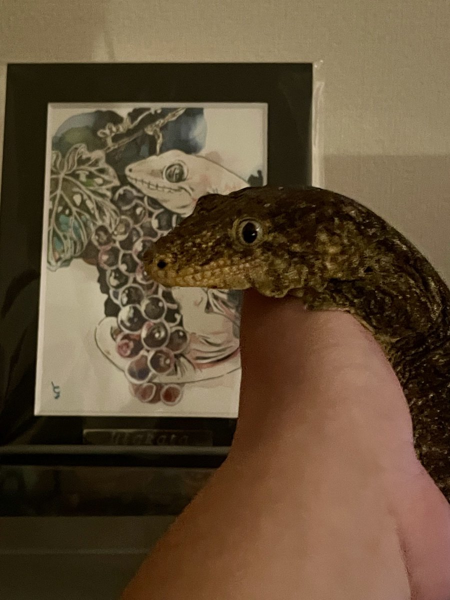 osinOsbourne's tweet photo. うちのモントリーボちゃんは恋汐りんごちゃん推しなのでチェキ会に連れて行きたいけど、、、
代わりにgabさん@utakata_gab が描いたジャイゲコちゃんの絵を連れていこうかと考えているところ。 https://t.co/hva1gC0OBZ