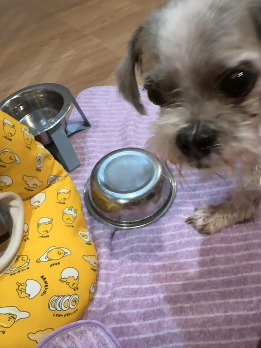 itsybitsymin's tweet photo. done settlekan Blue’s last eyes drops, meds, clean ears. Dia baling ye mangkuk dia tadi. Hangry old man, badmood agaknya. 😂 Makanan tak cukup? Not warm enough? Im sorry sir. Selamat malam superman https://t.co/y0BwVtCCYF