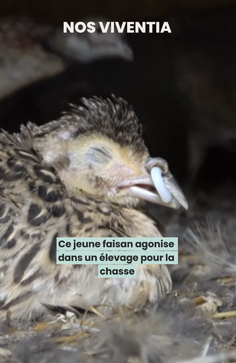 ChasseAbolition's tweet photo. La chaire à canon pour les crevures (aussi appelés #chasseurs)

Dans  les #élevages dédiés à la #chasse, les jeunes faisans et perdrix sont  munis d’un anneau qui passe dans le bec, afin d’éviter qu’ils  s’entretuent à coups de bec.
https://t.co/XqrU2SbtIs https://t.co/srOmpZoIRu
