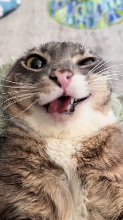 RigbyOGSol's tweet photo. @solanapoet bottom.😼 https://t.co/sQEmggBNJG